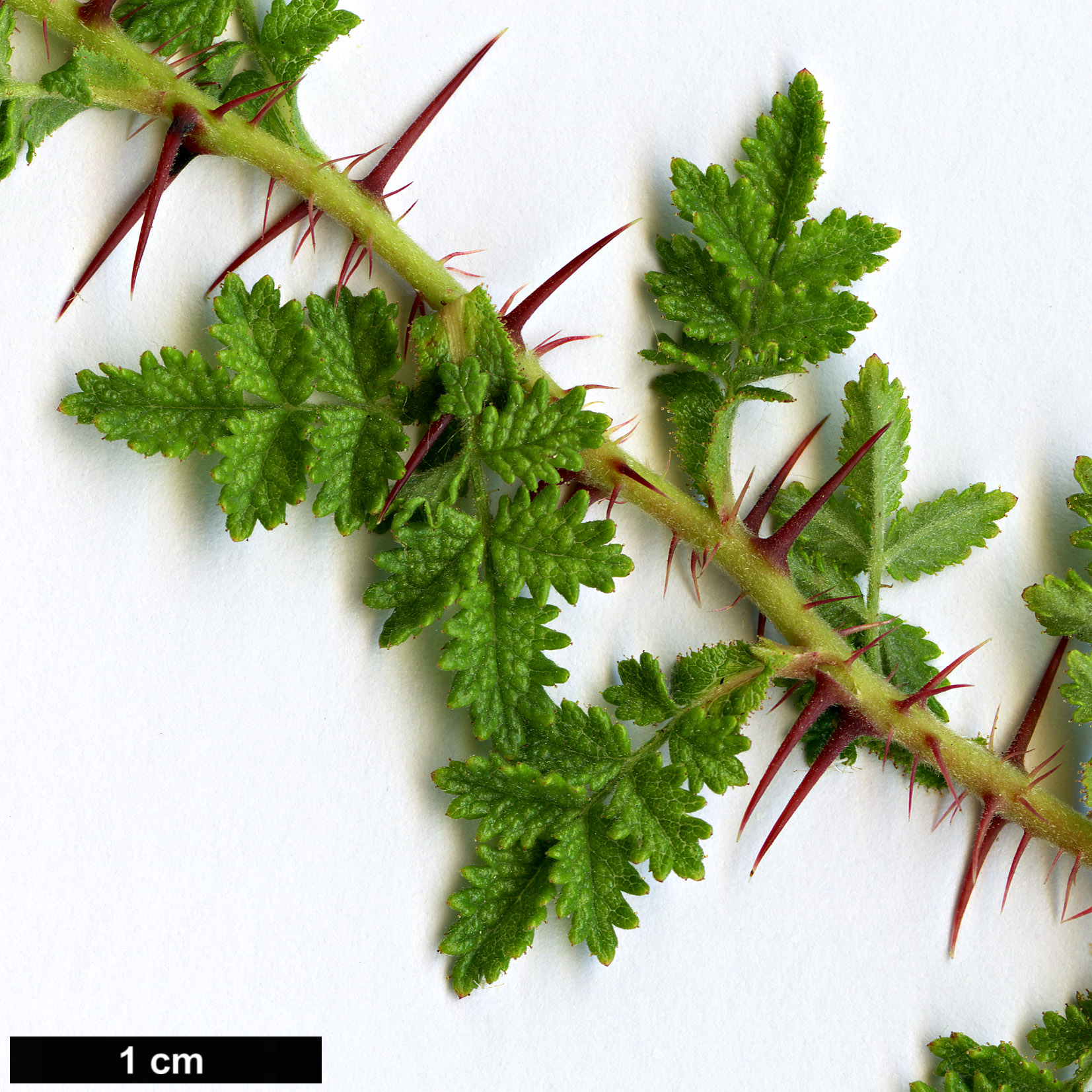 High resolution image: Family: Rosaceae - Genus: Rosa - Taxon: minutifolia